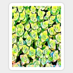 crassula perforata succulents pattern Sticker